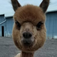 Yaya’s Alpaca Farm